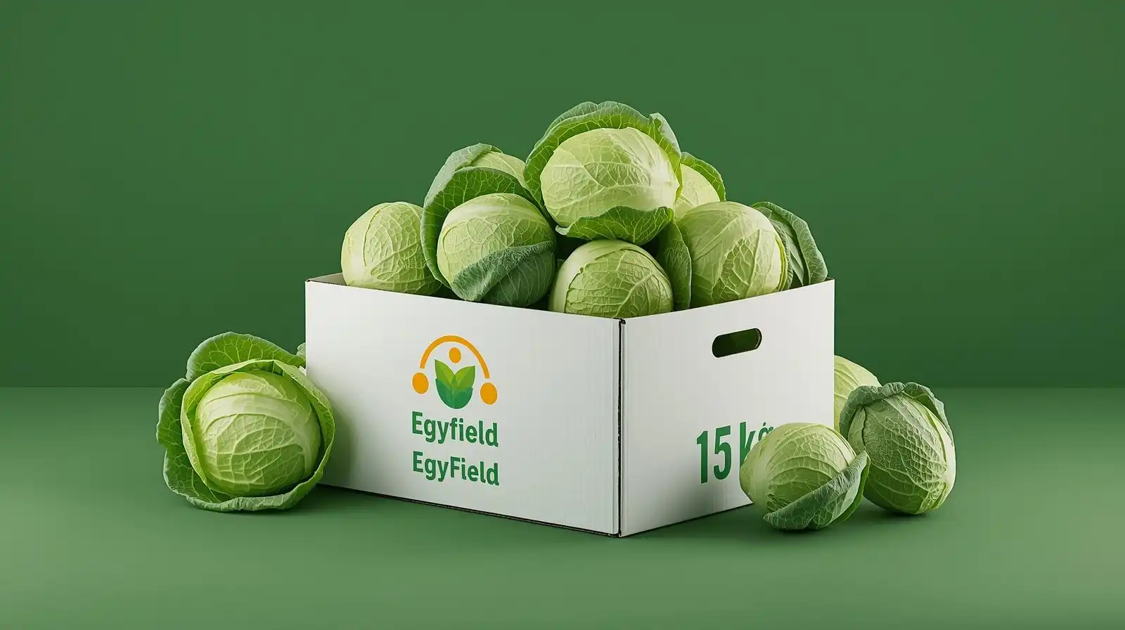 Cabbage (Green)